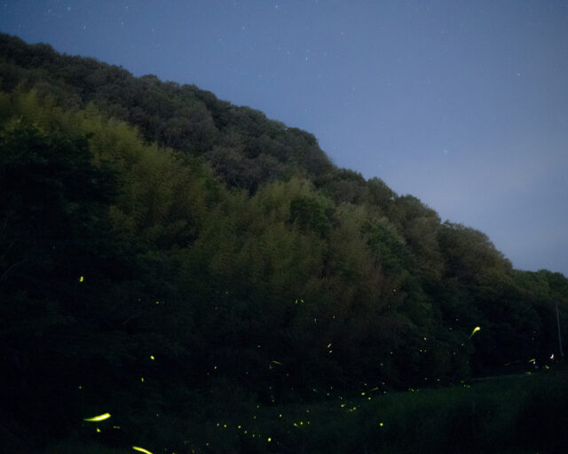 The Everyday Miracles of Rinko Kawauchi